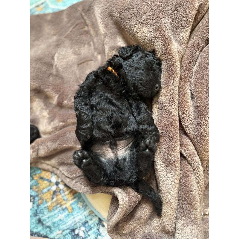 販売中の東京都のミディアムプードル-443218の3枚目