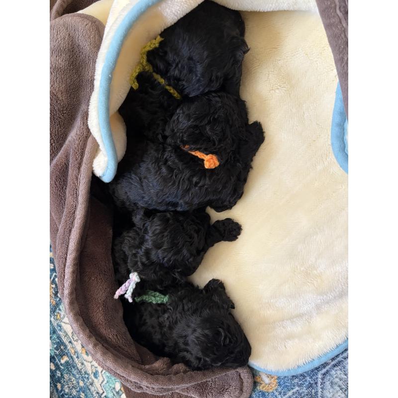 販売中の東京都のミディアムプードル-443218の2枚目