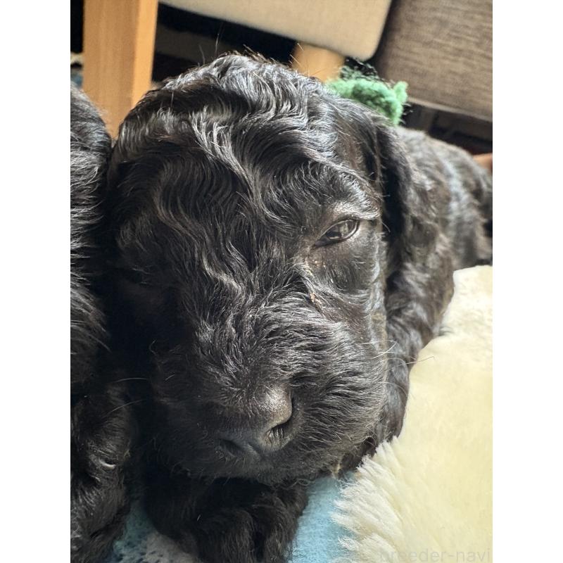 販売中の東京都のミディアムプードル-443219の4枚目