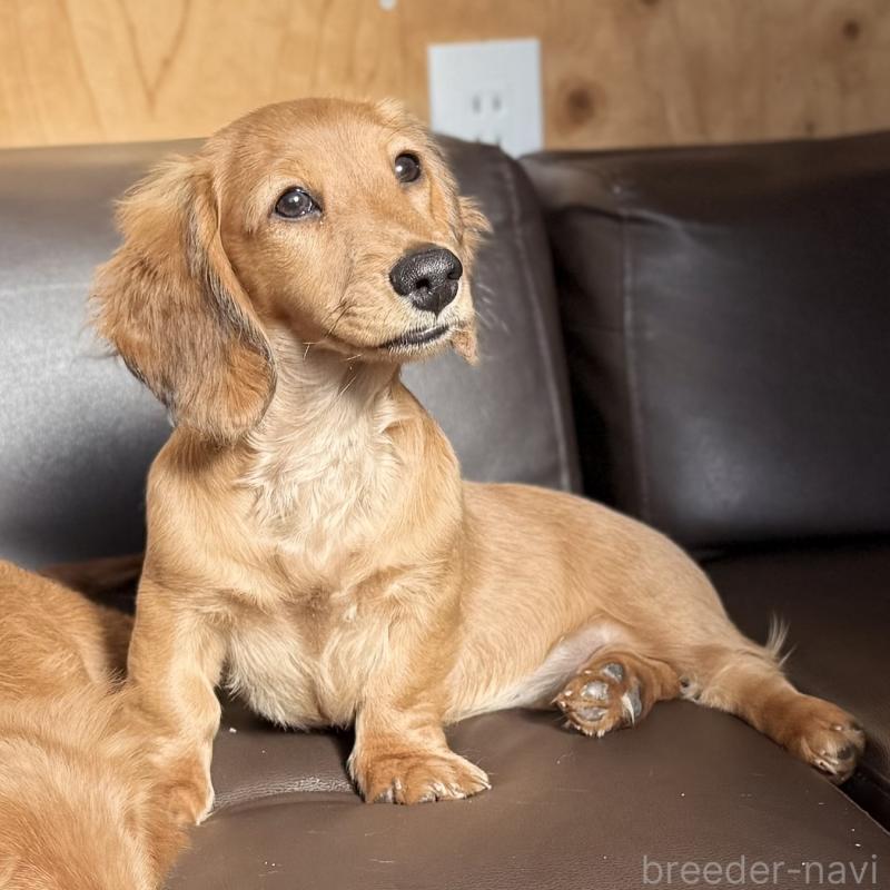 販売中の埼玉県のミニチュアダックスフンド(ロングヘアード)-433621の6枚目