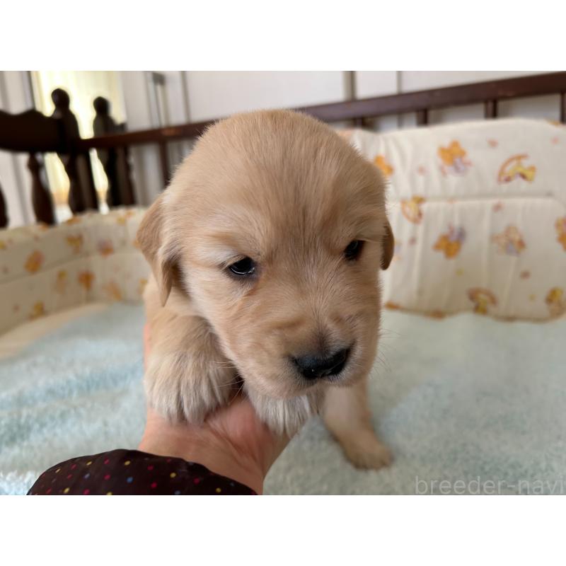 成約済の福岡県のゴールデンレトリーバー-437173の5枚目