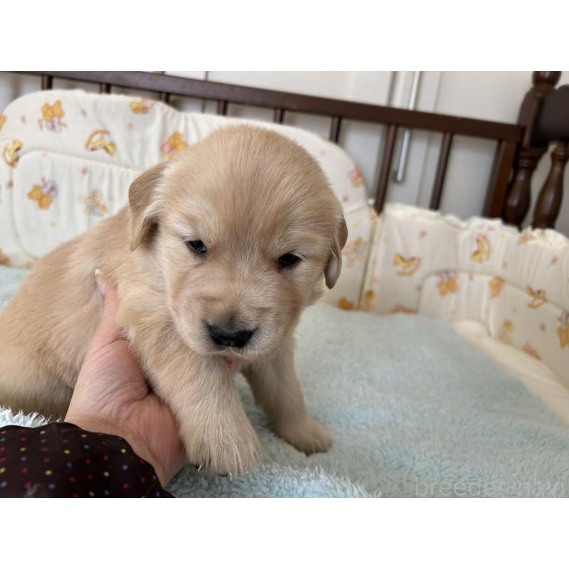 成約済の福岡県のゴールデンレトリーバー-437173の4枚目