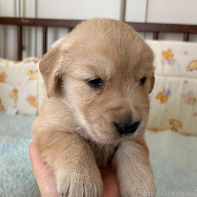 成約済の福岡県のゴールデンレトリーバー-437173の2枚目