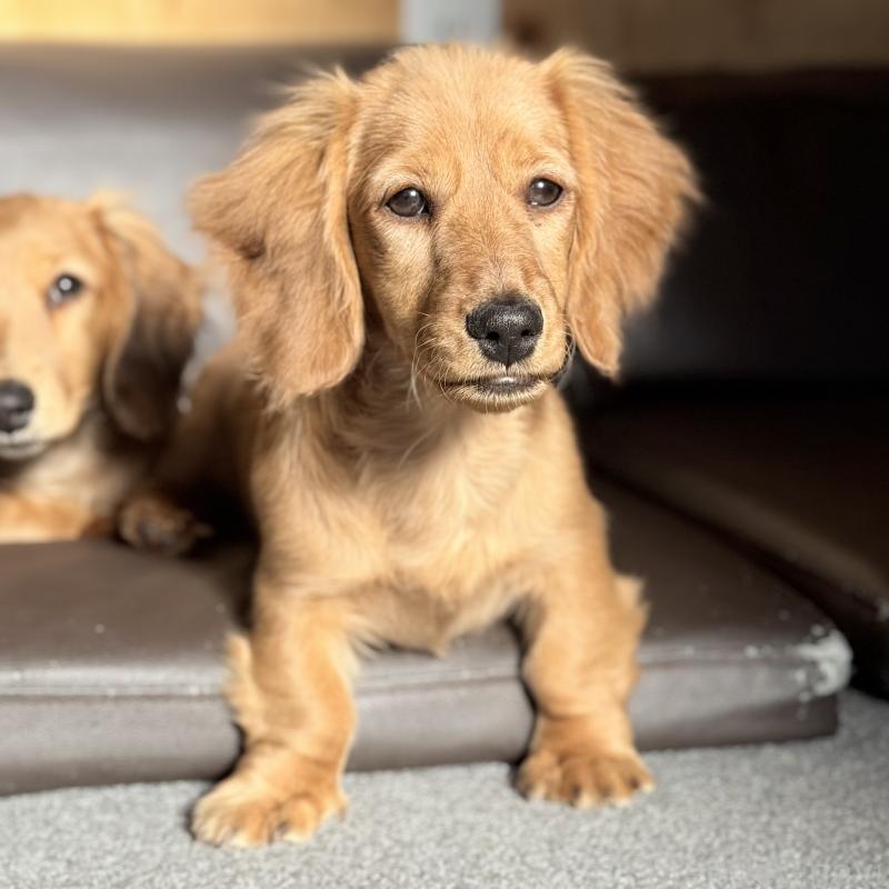 販売中の埼玉県のミニチュアダックスフンド(ロングヘアード)-427137の8枚目