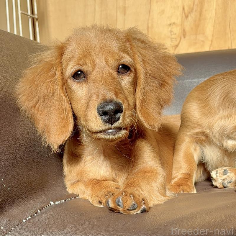 販売中の埼玉県のミニチュアダックスフンド(ロングヘアード)-427137の6枚目