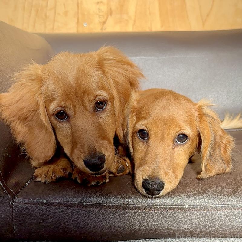 販売中の埼玉県のミニチュアダックスフンド(ロングヘアード)-427137の5枚目