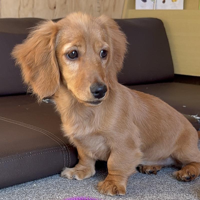 販売中ののミニチュアダックスフンド(ロングヘアード)-427137