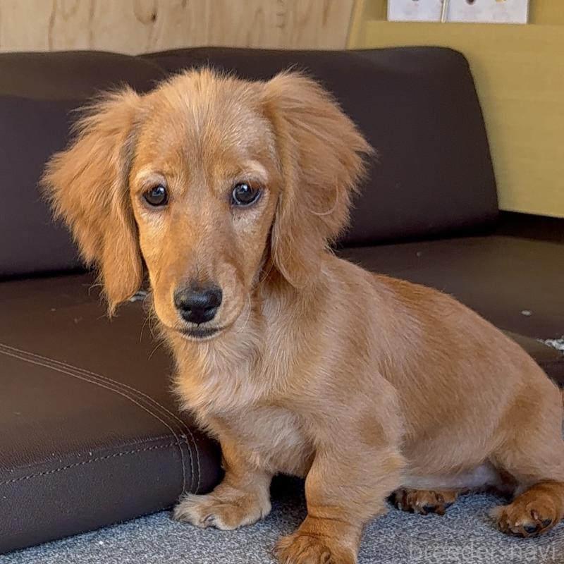 販売中の埼玉県のミニチュアダックスフンド(ロングヘアード)-427137の3枚目