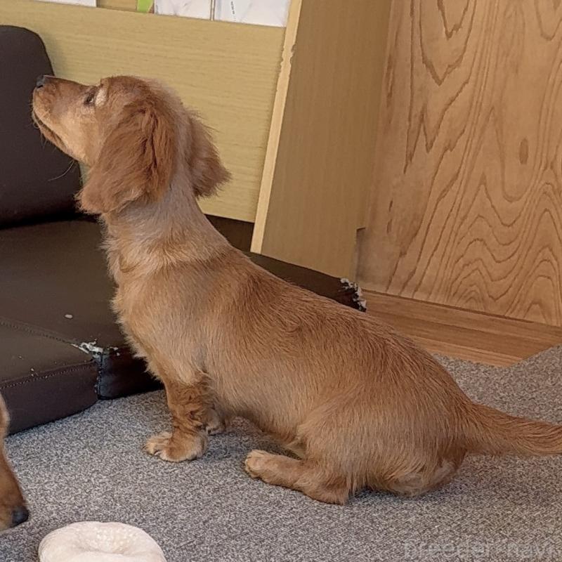 販売中の埼玉県のミニチュアダックスフンド(ロングヘアード)-427137の2枚目