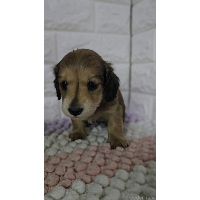 販売中の兵庫県のミニチュアダックスフンド(ロングヘアード)-443220の5枚目