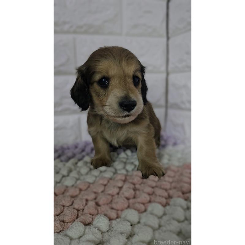 販売中の兵庫県のミニチュアダックスフンド(ロングヘアード)-443220の4枚目