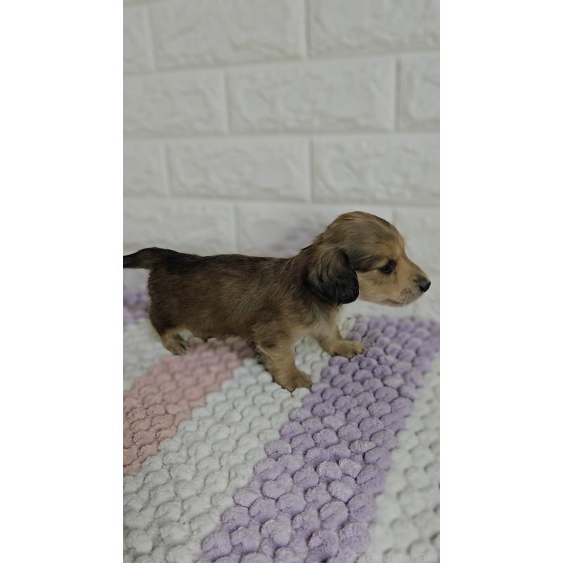 販売中の兵庫県のミニチュアダックスフンド(ロングヘアード)-443220の3枚目