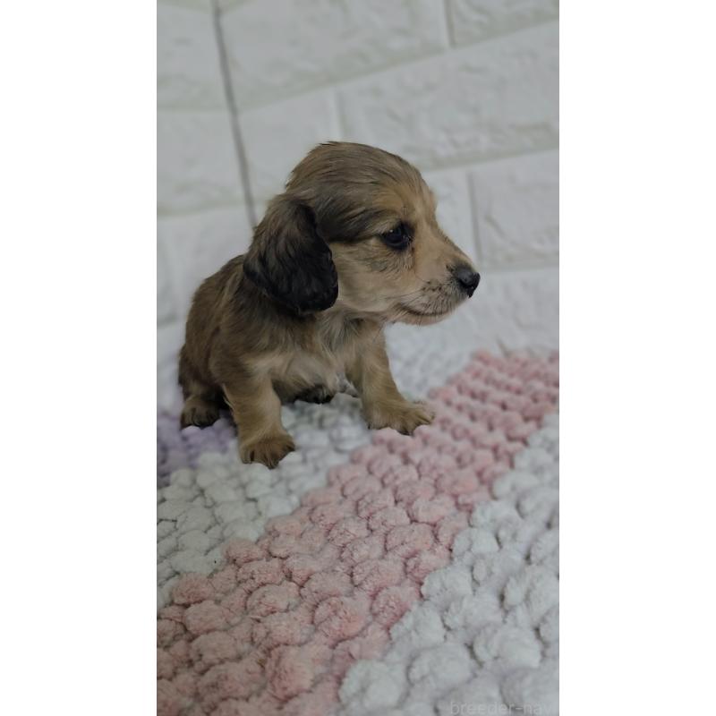 販売中の兵庫県のミニチュアダックスフンド(ロングヘアード)-443220の2枚目