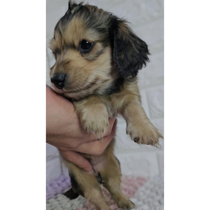 販売中の兵庫県のミニチュアダックスフンド(ロングヘアード)-443221の5枚目