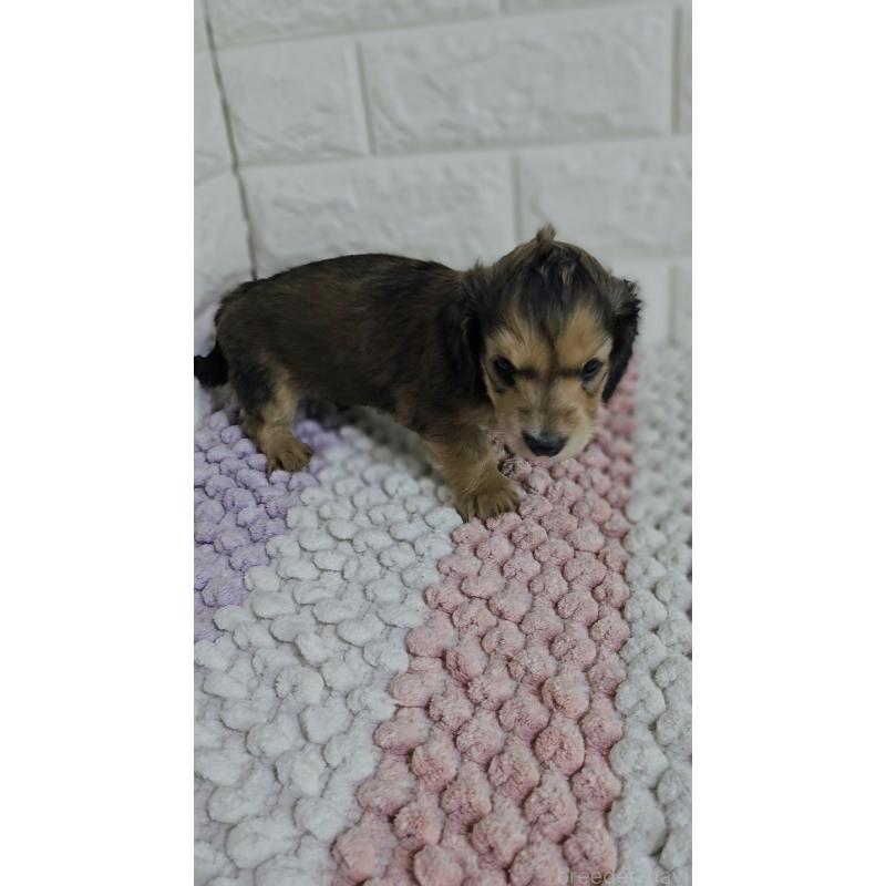 販売中の兵庫県のミニチュアダックスフンド(ロングヘアード)-443221の4枚目