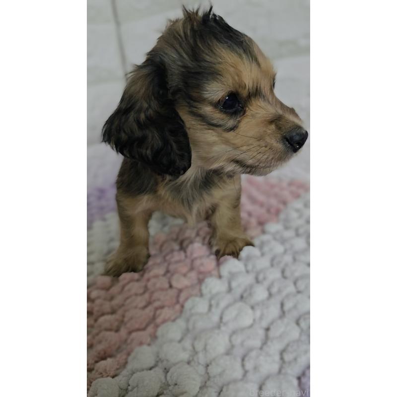 販売中の兵庫県のミニチュアダックスフンド(ロングヘアード)-443221の2枚目