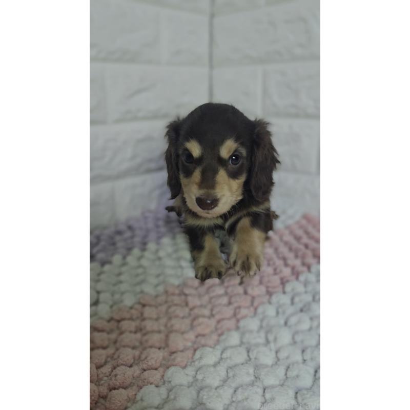 販売中の兵庫県のミニチュアダックスフンド(ロングヘアード)-443222の5枚目