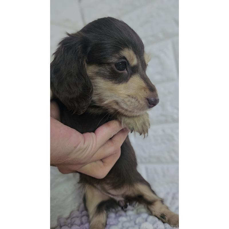 販売中の兵庫県のミニチュアダックスフンド(ロングヘアード)-443222の4枚目