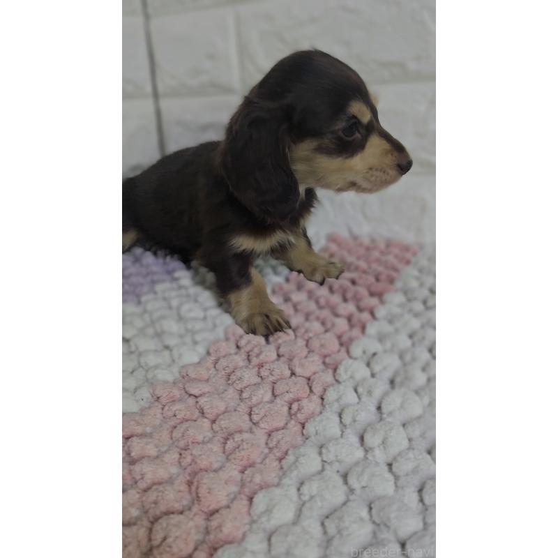 販売中の兵庫県のミニチュアダックスフンド(ロングヘアード)-443222の3枚目