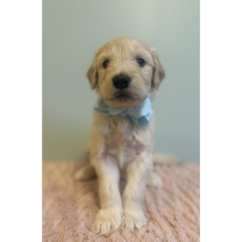 販売中の岐阜県のゴールデンドゥードル:ゴールデンレトリーバー×プードル-441711