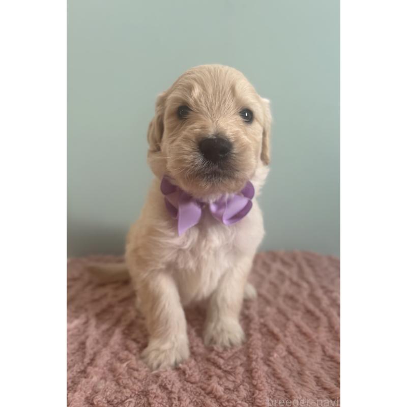 販売中の岐阜県のゴールデンドゥードル:ゴールデンレトリーバー×プードル-441712