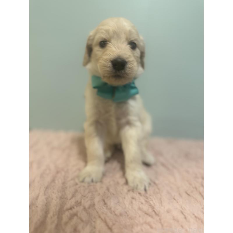 販売中の岐阜県のゴールデンドゥードル:ゴールデンレトリーバー×プードル-441713