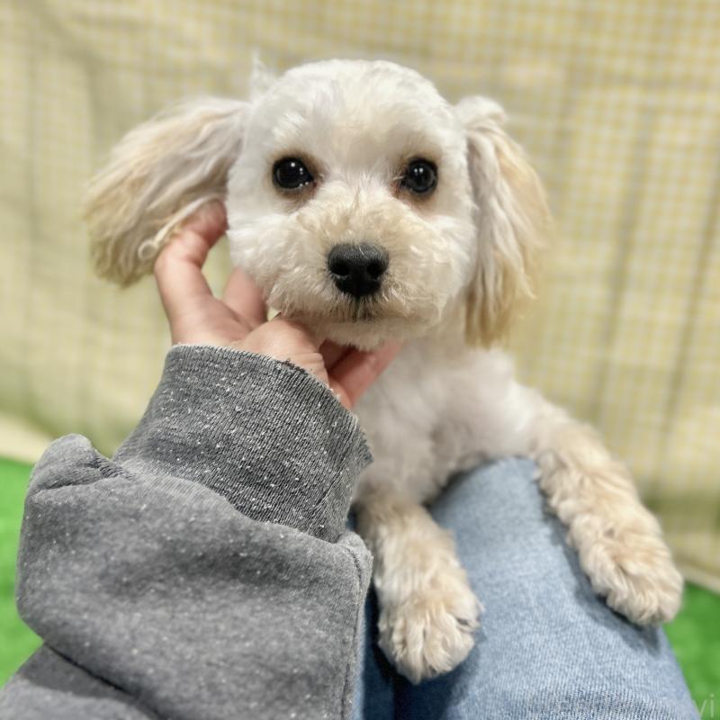 販売中の栃木県のマルプー:マルチーズ×トイプードル-440796の11枚目