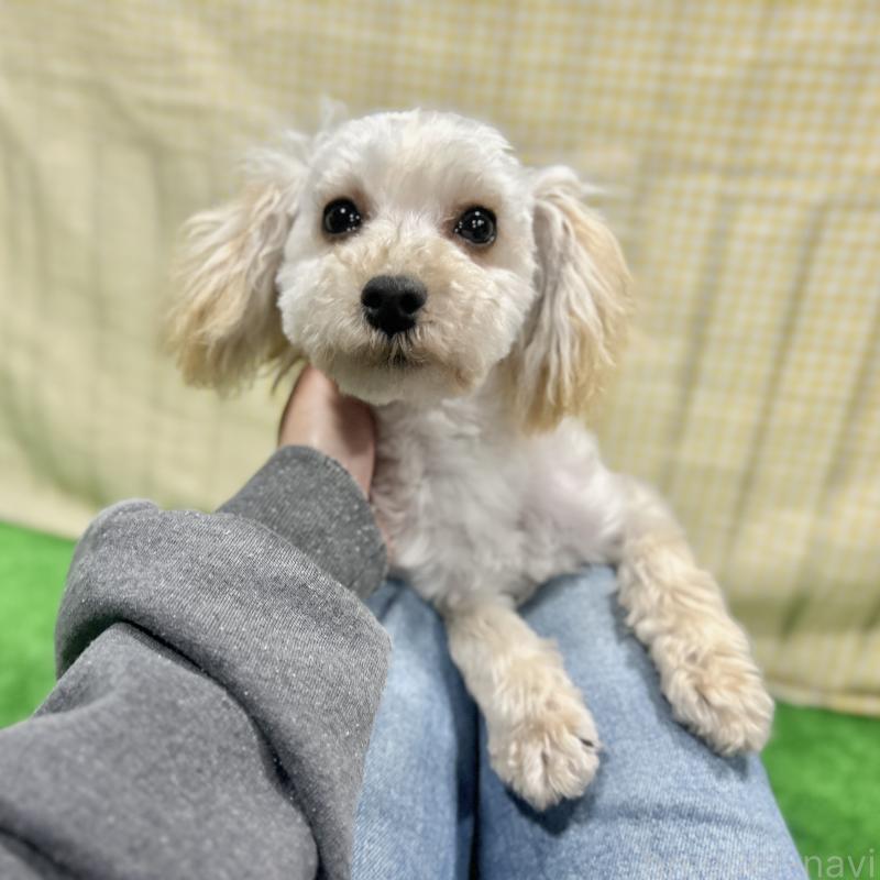 販売中の栃木県のマルプー:マルチーズ×トイプードル-440796の10枚目