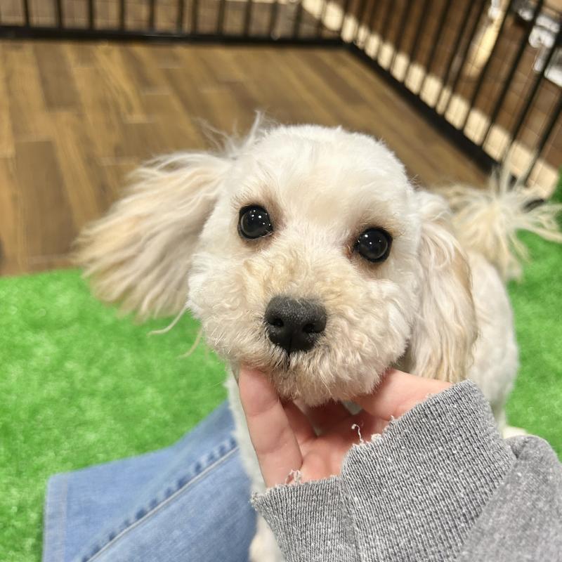 販売中の栃木県のマルプー:マルチーズ×トイプードル-440796の9枚目