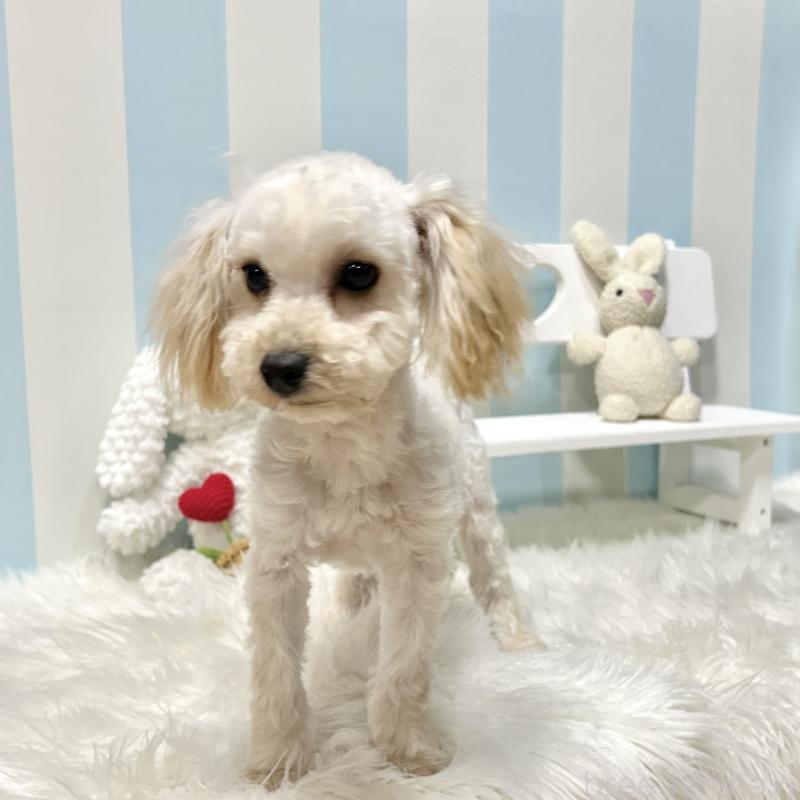 販売中の栃木県のマルプー:マルチーズ×トイプードル-440796の6枚目