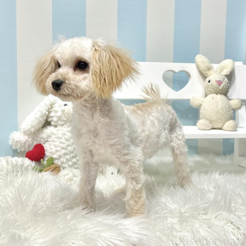 販売中の栃木県のマルプー:マルチーズ×トイプードル-440796の5枚目