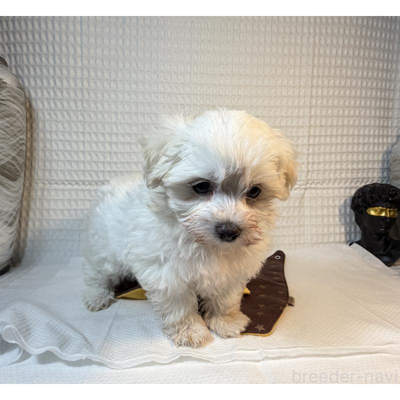 販売中の埼玉県のマルプー:マルチーズ×トイプードル-443419の5枚目