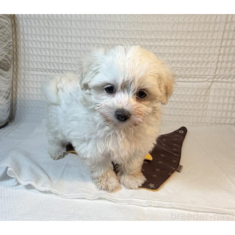 販売中の埼玉県のマルプー:マルチーズ×トイプードル-443419の4枚目