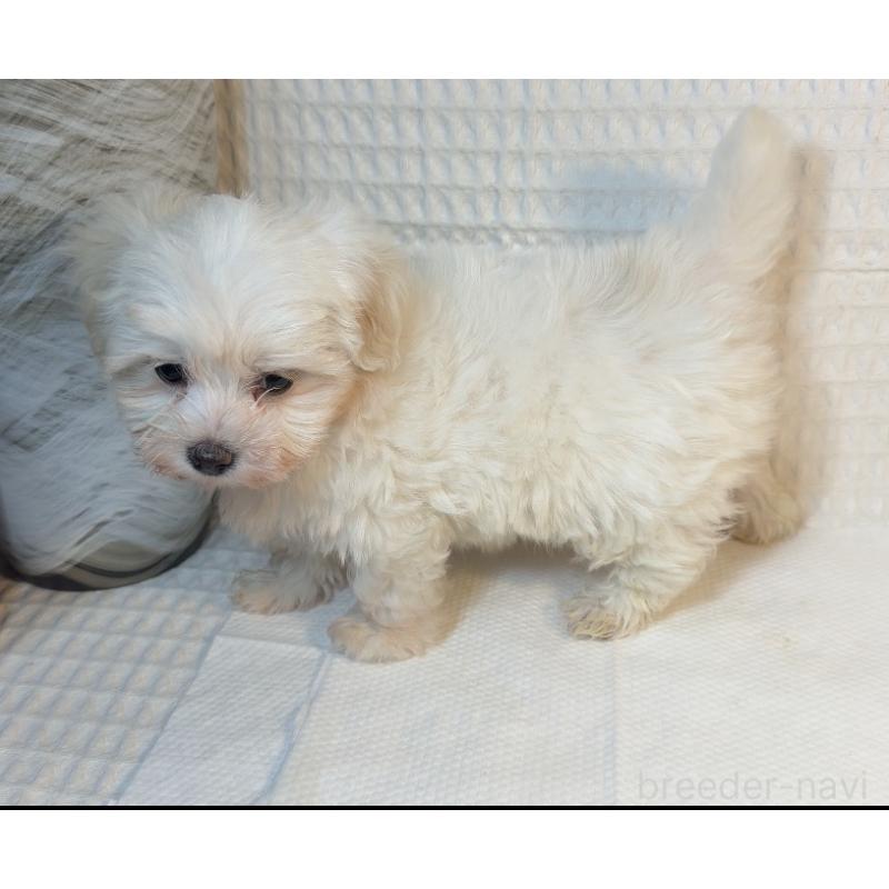 販売中の埼玉県のマルプー:マルチーズ×トイプードル-443419の3枚目