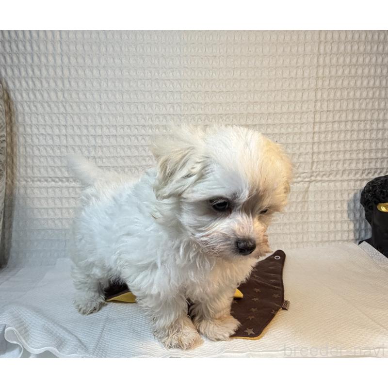 販売中の埼玉県のマルプー:マルチーズ×トイプードル-443419の2枚目