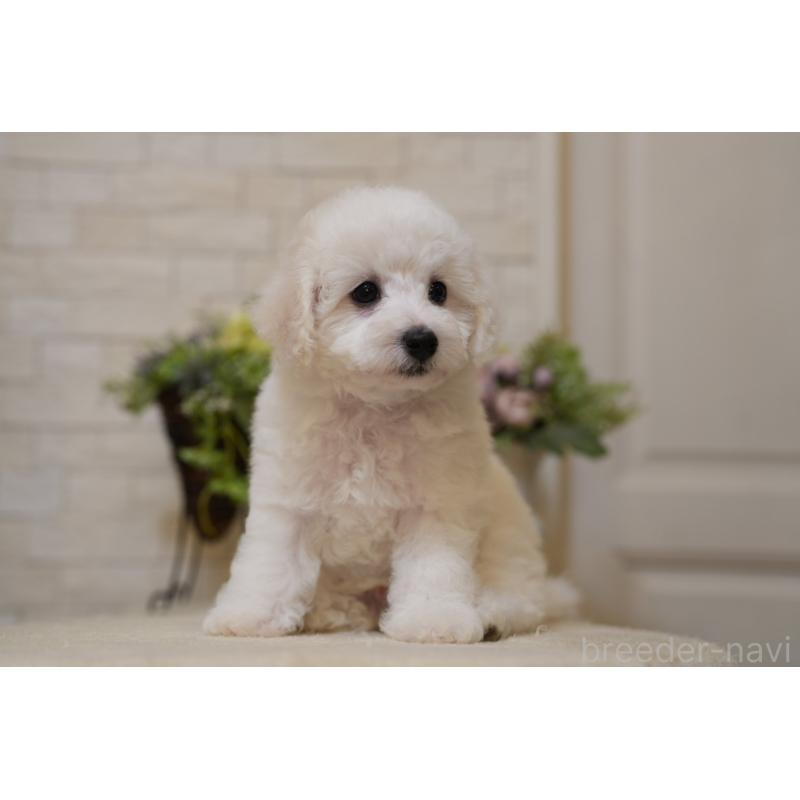 成約済の千葉県のビションフリーゼ-439158の6枚目