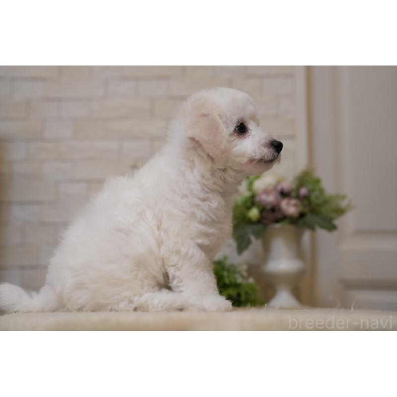 成約済の千葉県のビションフリーゼ-439158の5枚目