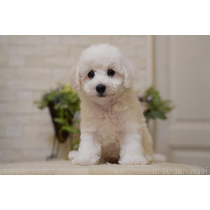 販売中の千葉県のビションフリーゼ-439158