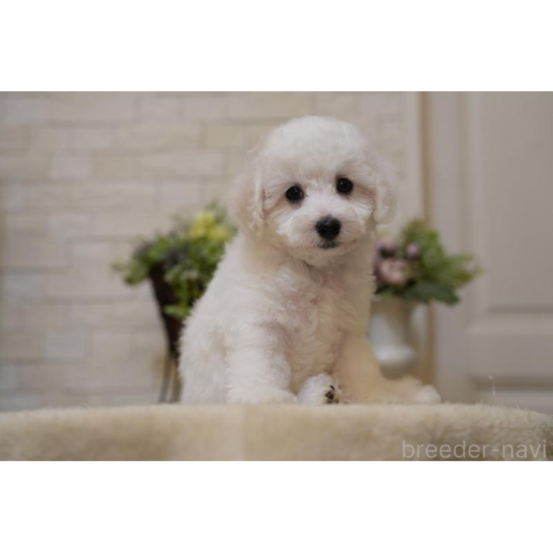 成約済の千葉県のビションフリーゼ-439158の3枚目