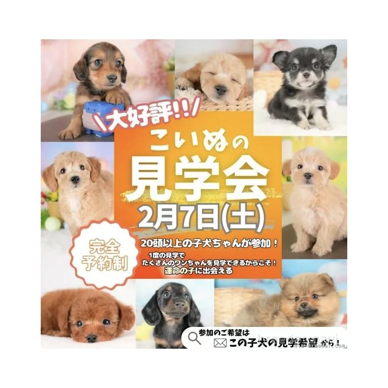 販売中の栃木県のミニチュアダックスフンド(ロングヘアード)-442770の2枚目