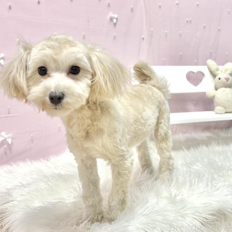 販売中の栃木県のマルプー:マルチーズ×トイプードル-416355の8枚目