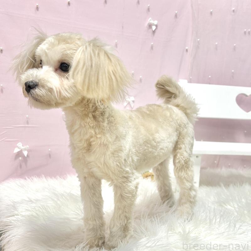 販売中の栃木県のマルプー:マルチーズ×トイプードル-416355の7枚目