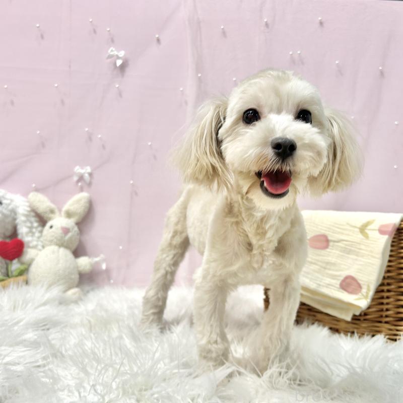 販売中の栃木県のマルプー:マルチーズ×トイプードル-416355の6枚目