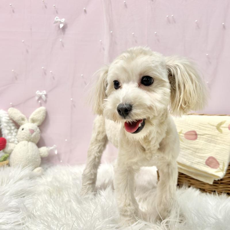 販売中の栃木県のマルプー:マルチーズ×トイプードル-416355の5枚目