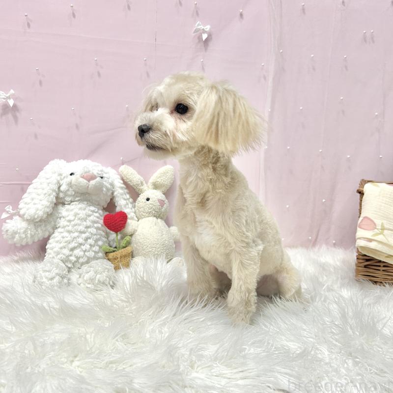 販売中の栃木県のマルプー:マルチーズ×トイプードル-416355の4枚目