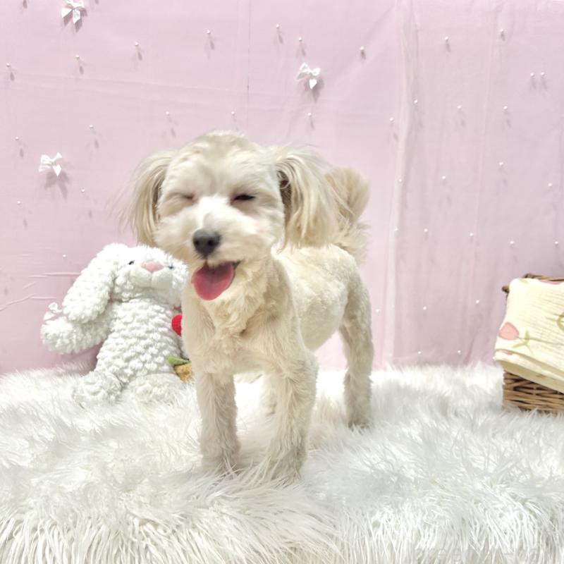 販売中の栃木県のマルプー:マルチーズ×トイプードル-416355の3枚目