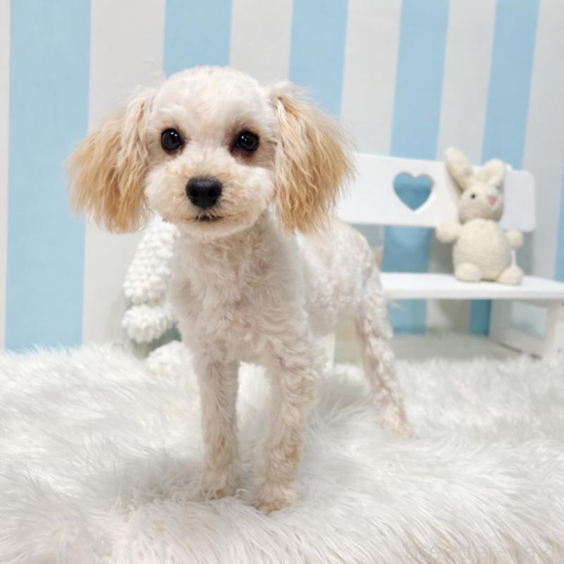 販売中の栃木県のマルプー:マルチーズ×トイプードル-417441の9枚目