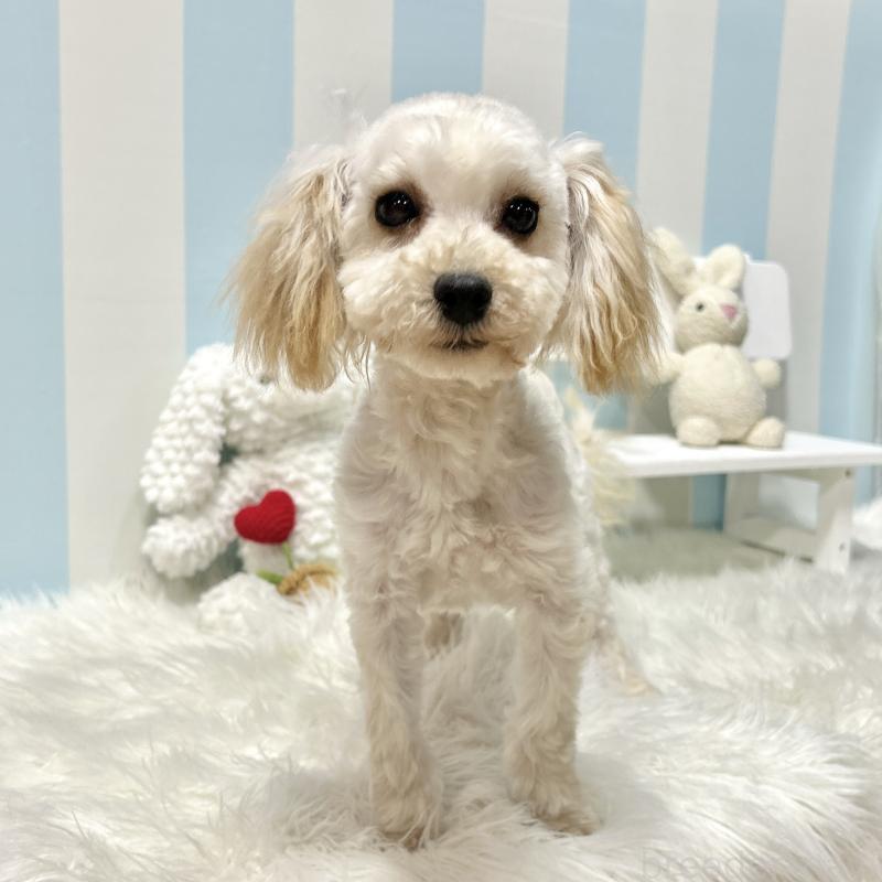 販売中の栃木県のマルプー:マルチーズ×トイプードル-417441の8枚目