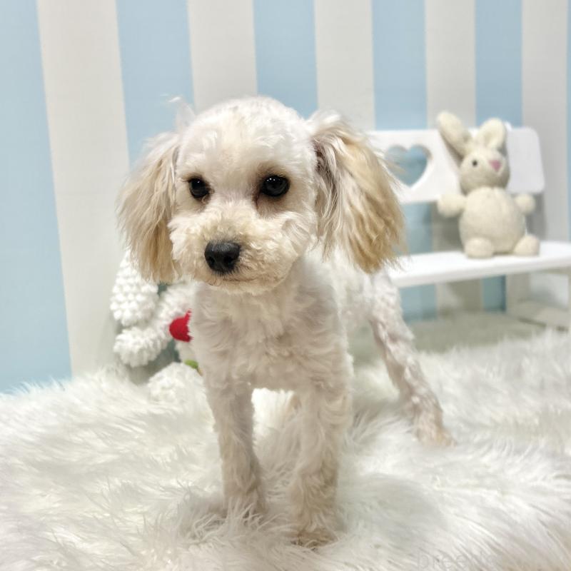 販売中の栃木県のマルプー:マルチーズ×トイプードル-417441の6枚目