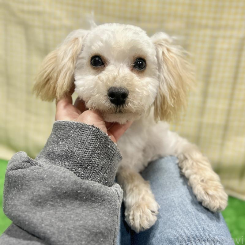 販売中の栃木県のマルプー:マルチーズ×トイプードル-417441の4枚目